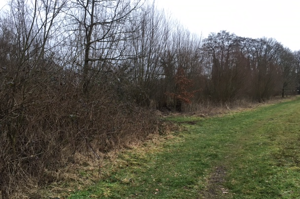 Foto van de houtwal