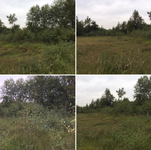 Foto's van de situatie in het Aamsveen