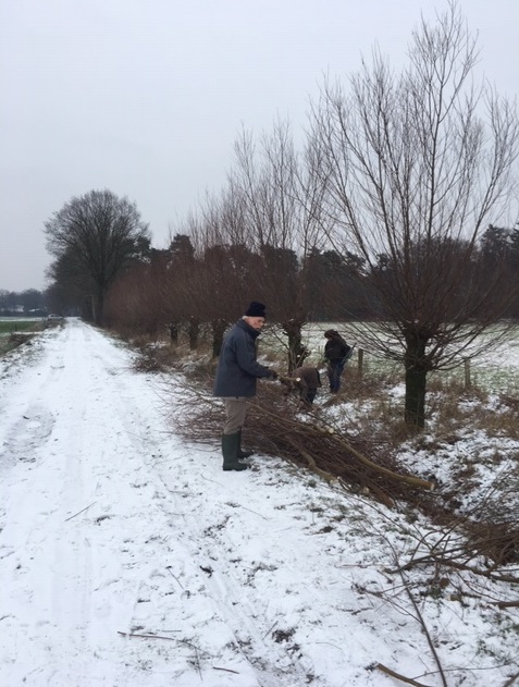 Wilgenknotten