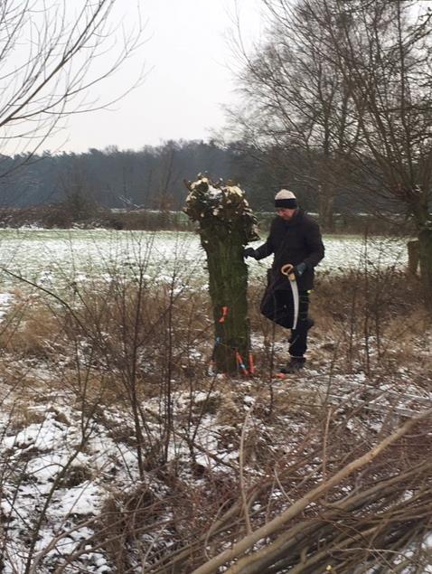 Wilgenknotten