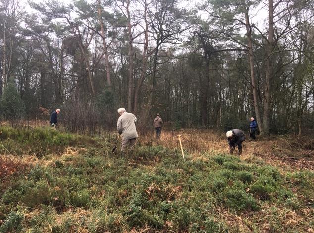 De donderdaggroep aan de slag met heide opslag