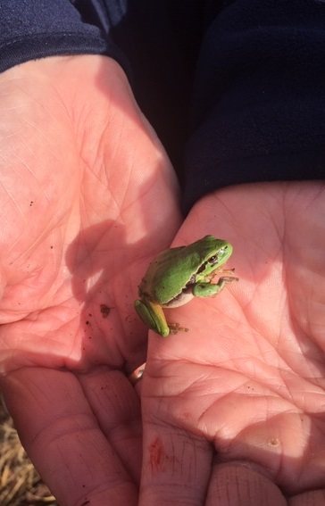 Boomikker op de hand