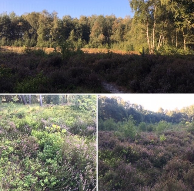 Foto's van het Glanerveld