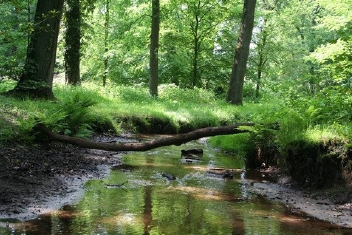 Teesinkbos