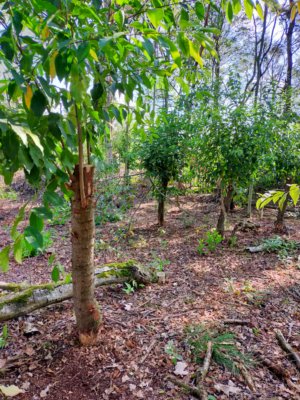 Afgezaagde stammen Vogelkers met uitlopers