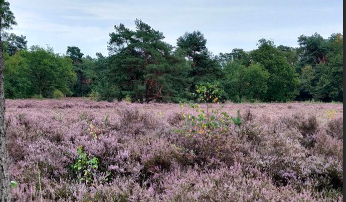 Paars bloeiende Heide met bomen op achtergrond
