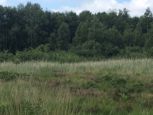 De bosrand waar we gaan werken