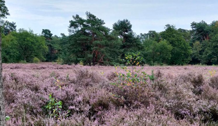 Heide