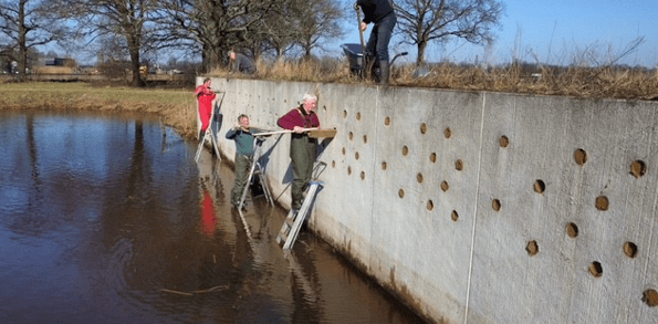 Vrijwillers werken aan een wand voor de oeverzwaluw