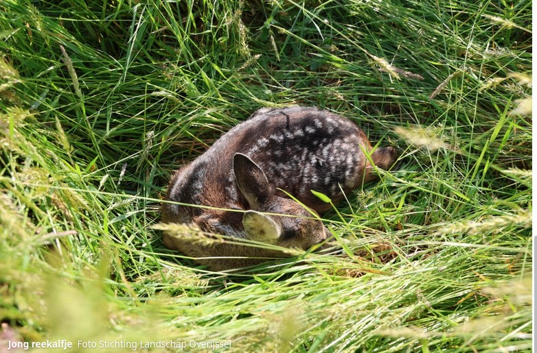 Reekalf in gras