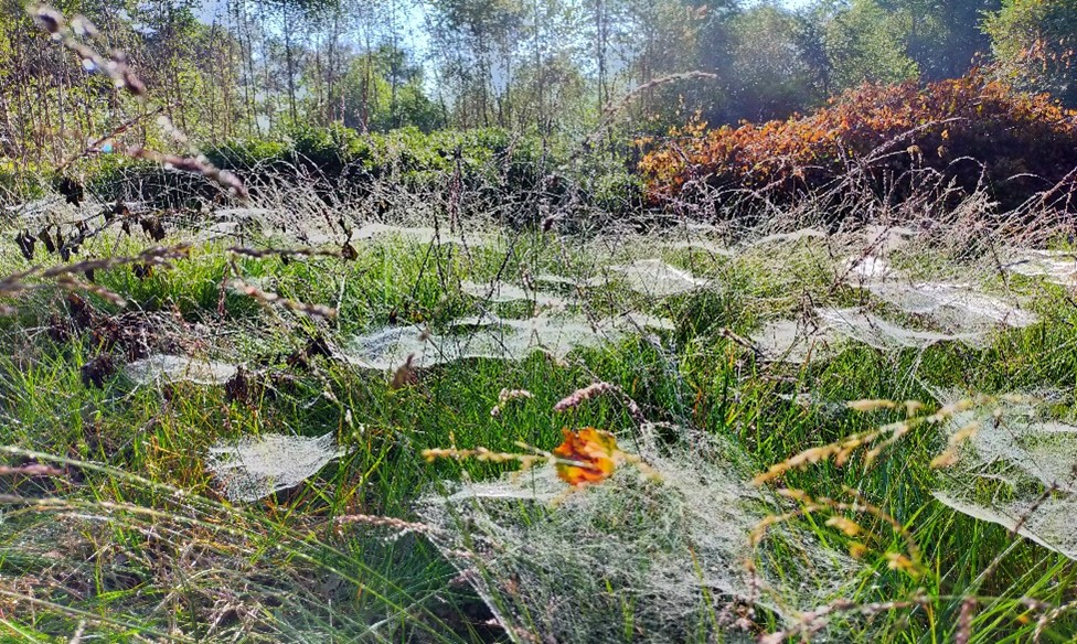 Spinnewebben in het veld goed zichtbaar door de dauwdruppels