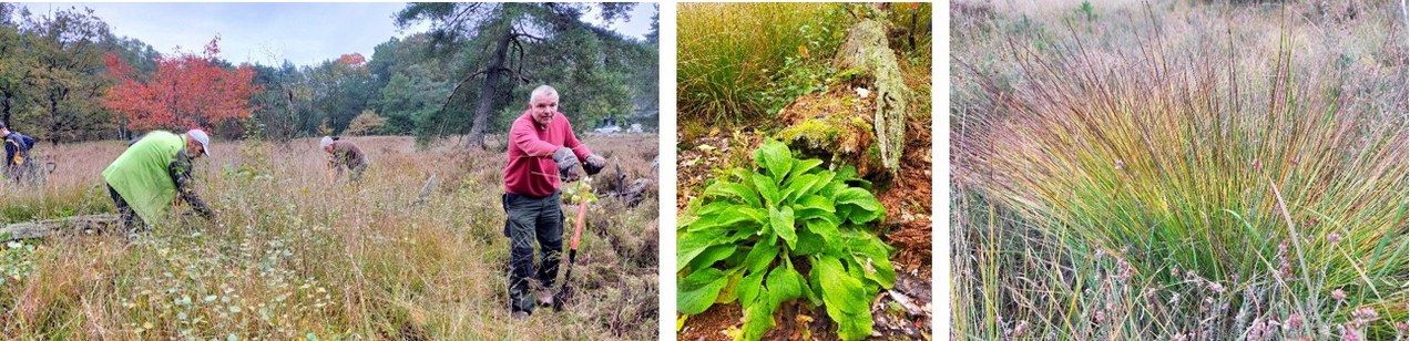 Vrijwillgers en planten