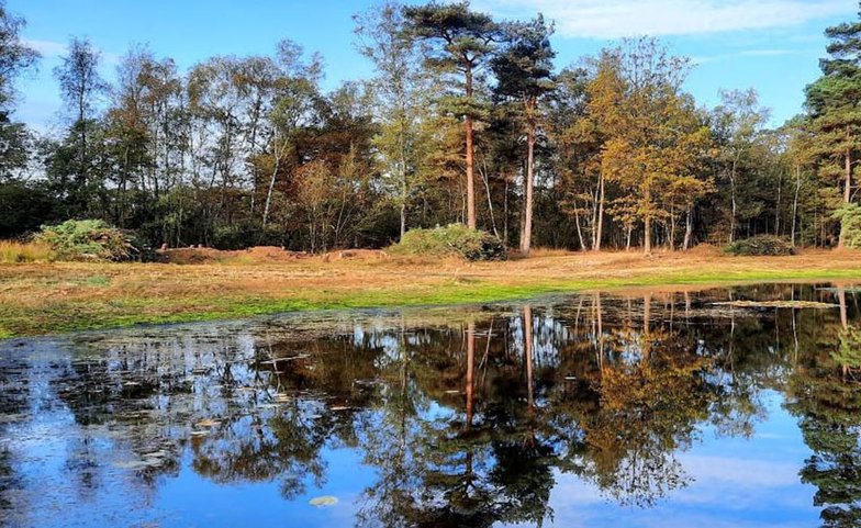 Water van het ven met bomen erachter die weerspiegeld worden in het water