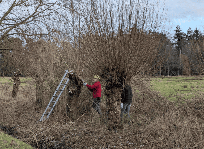 V20260116 Vrijwilliger en ladder tussen knotwilgen