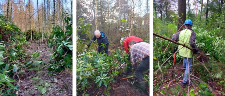 Verwijderen rododendrons