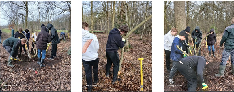 MAS-ers graven een Amerikaanse Vogelkers uit