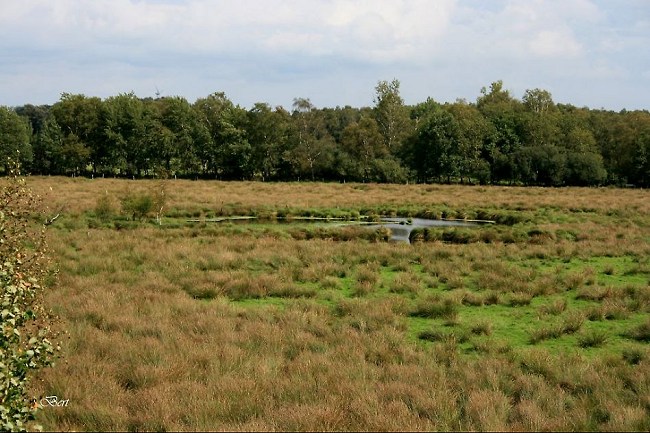 poel in de Elsmoat