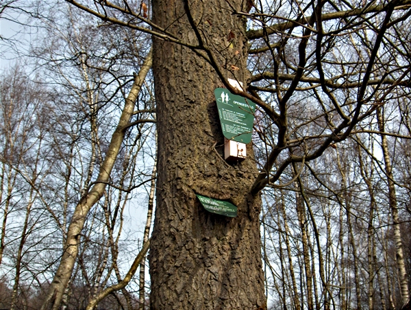 Hap zei de boom